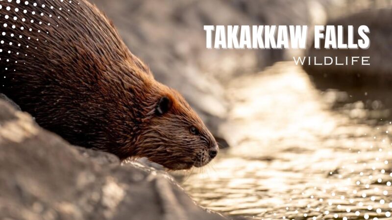 Takakkaw falls natural animals