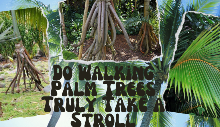 Do Walking Palm Trees Truly Take a Stroll