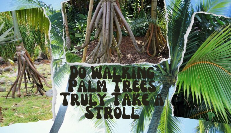 Do Walking Palm Trees Truly Take a Stroll