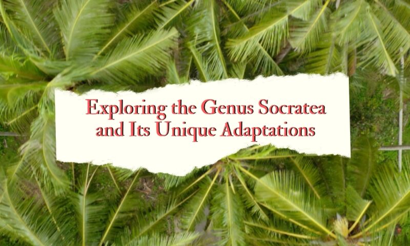Genus Socratea and Its Unique Adaptations