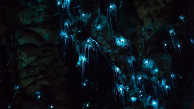 Glowworm Caves