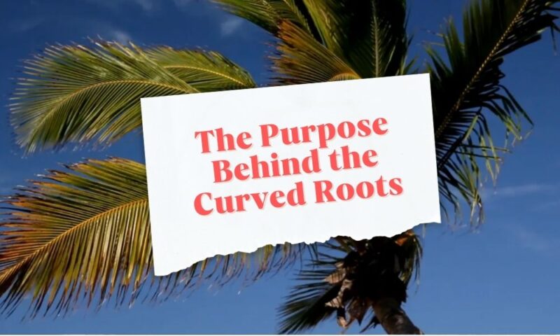 The Purpose Behind the Curved Roots