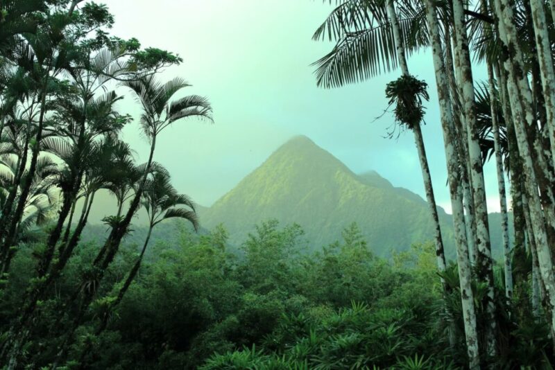 Jardin de Balata, Martinique