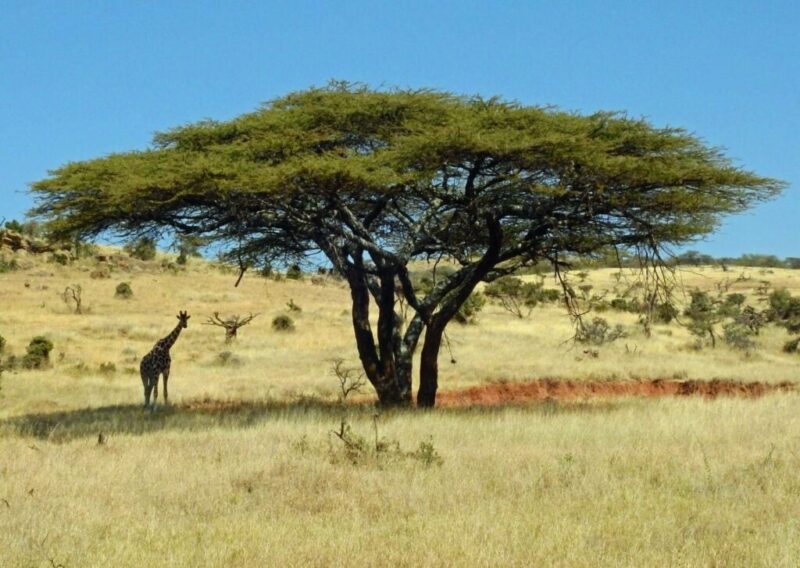 Lewa Wildlife Conservancy, Isiolo, Kenya