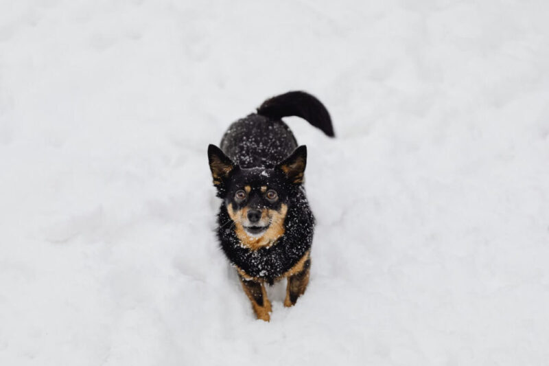 A happy dog playing in Snow in South America!