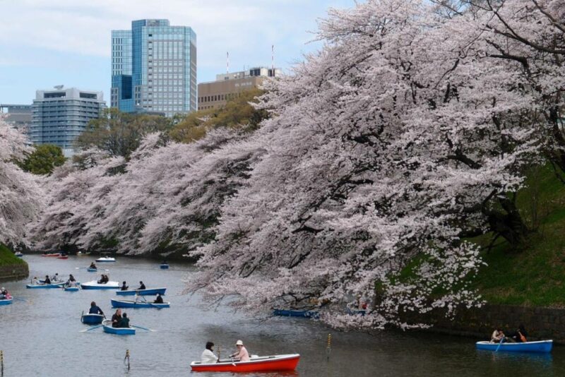 Cherry Blossom in River Park