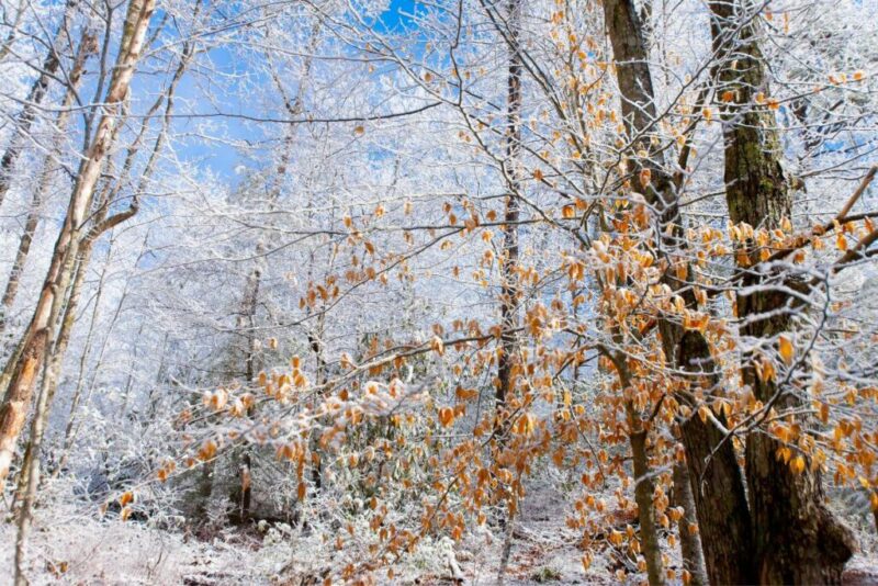 Great Smoky Mountains national Park, Tennessee | Does it Snow in Chattanooga, Tennessee?