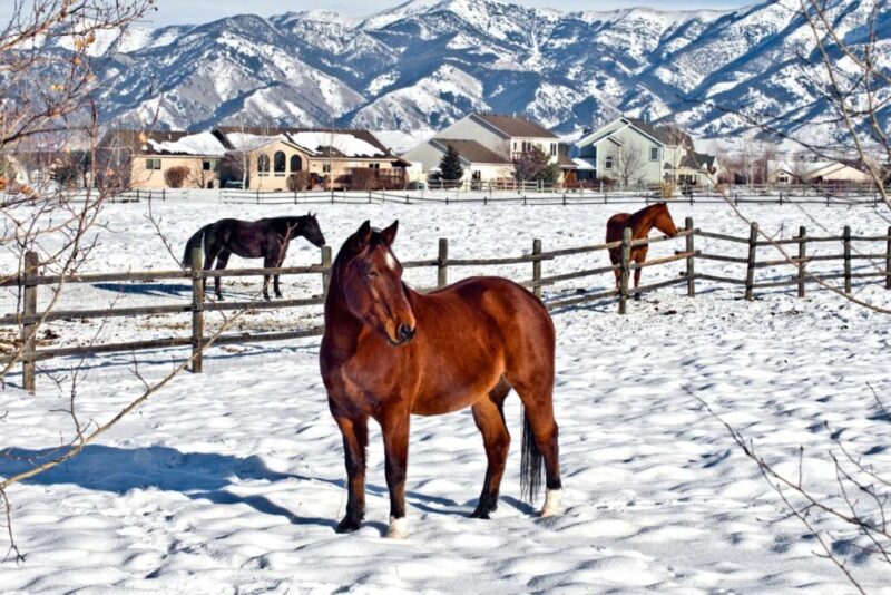 Horse Field  in Bozeman ,Montana | Does it Snow in Montana?