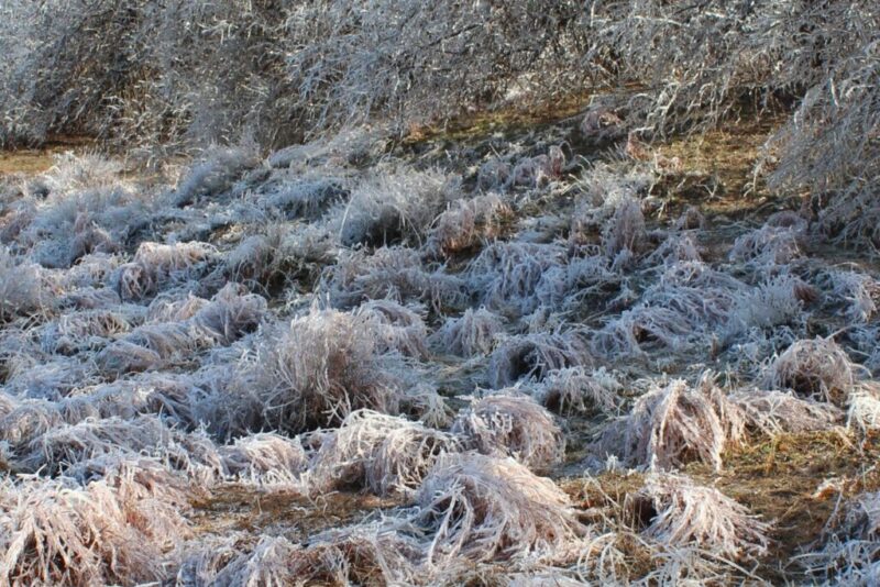 Ice Flattening Native Grasses, Lawton, Oklahoma