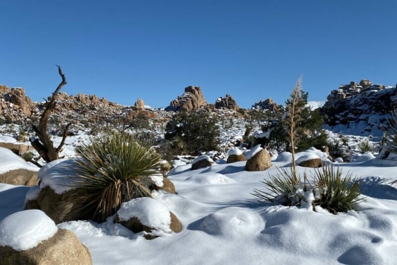 Does it Snow in Joshua Tree? | Joshua Tree National Park In December