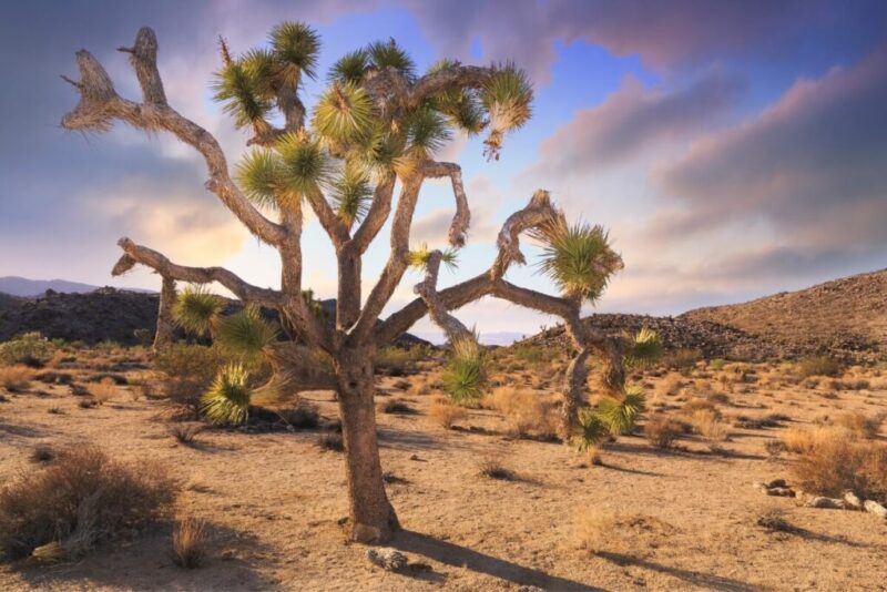 Does it Snow in Joshua Tree? | Joshua Tree National Park - Joshua Tree