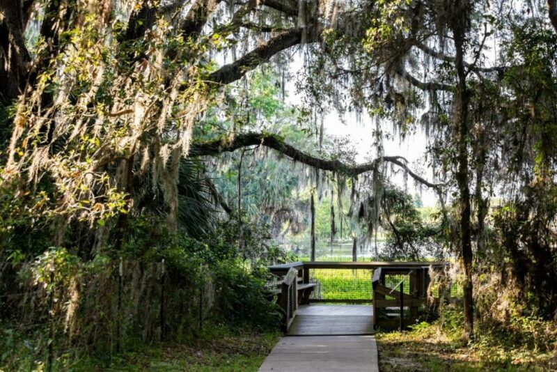 Paynes Prairie Preserve State Park Watershed trail hiking path, Gainesville, USA