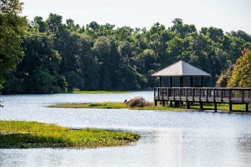 Paynes Prairie Preserve State Park in Gainesville, Florida, USA | Does it Snow in Gainesville, FL?