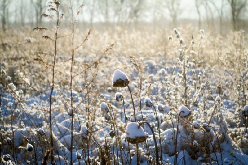 Snow Covered Farm in Indiana | Does it Snow in Indiana?