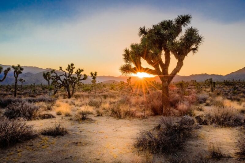 Does it Snow in Joshua Tree? | Sunset on the Desert Landscape in Joshua Tree National Park, California