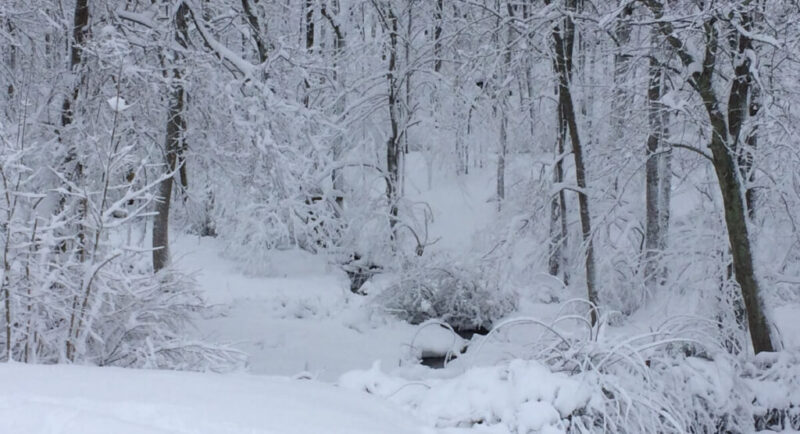 Does It Snow In Connecticut? | Winter in Connecticut - Snow Filled Woods of Connecticut