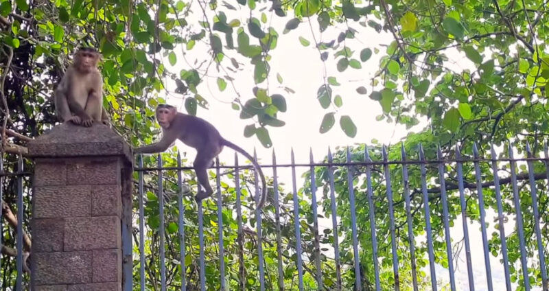 Mumbai Monkeys