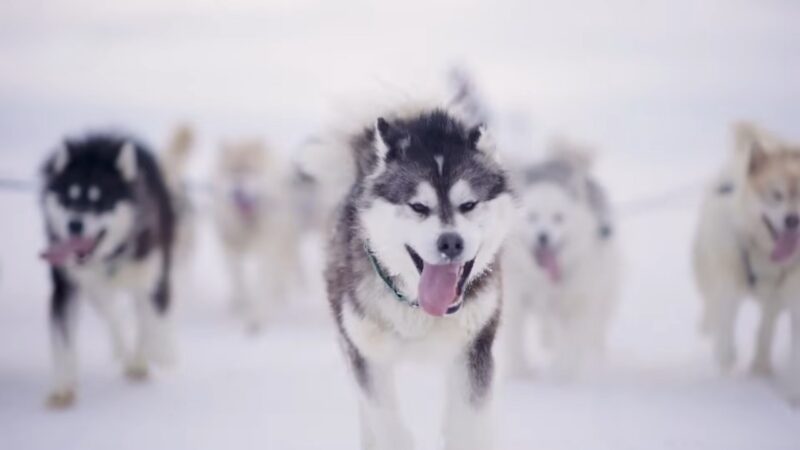 Dog Sledding Adventures