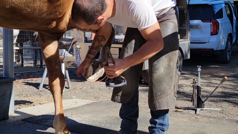 Growth and Maintenance of Horse Hooves