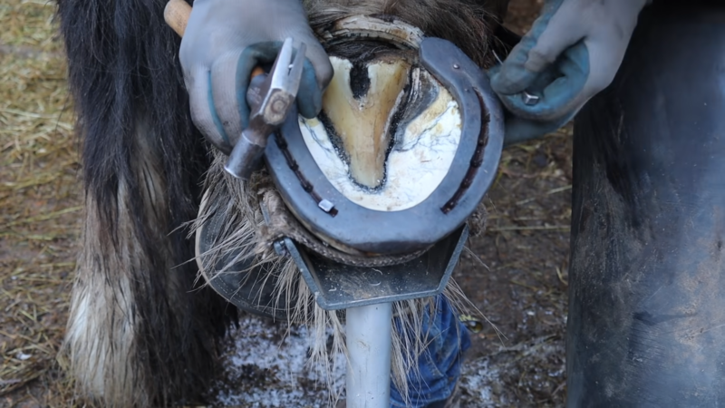 Hoof Health and Disease Prevention