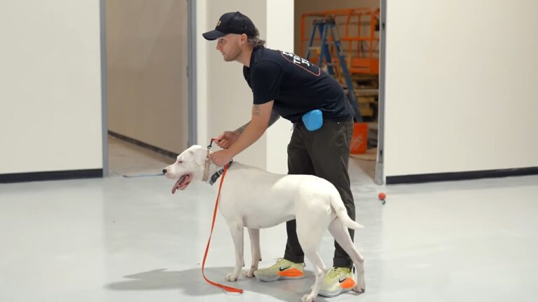 How to Train a Deaf Dog: Expert Tips for Effective Communication
