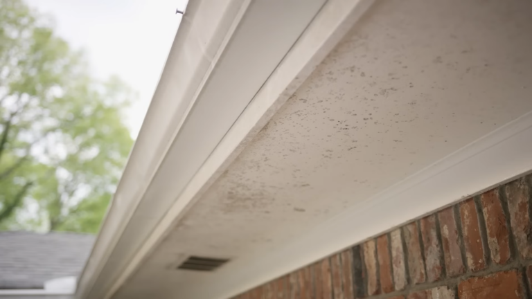 Mold Testing Timeline: 10 Tips for Understanding How Long It Takes