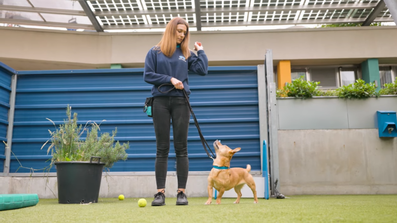 Strengthening the Bond Between You and Your Dog