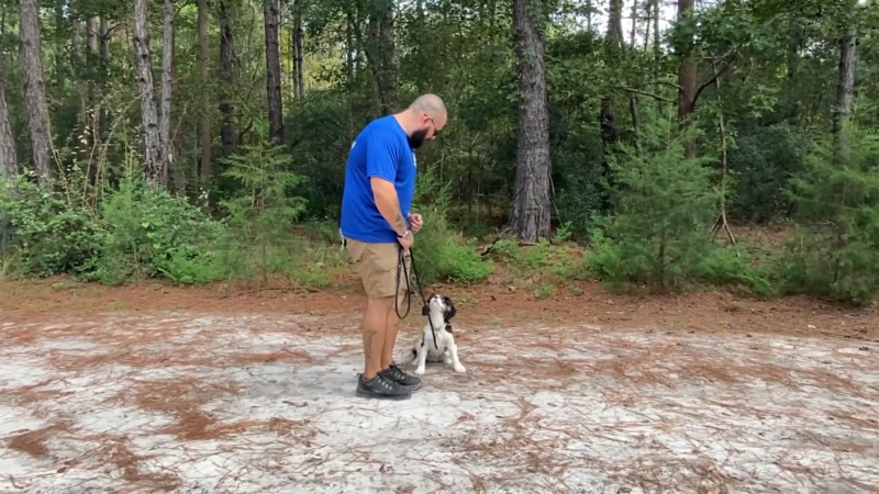 Tailoring Training to Your Deaf Dog's Needs