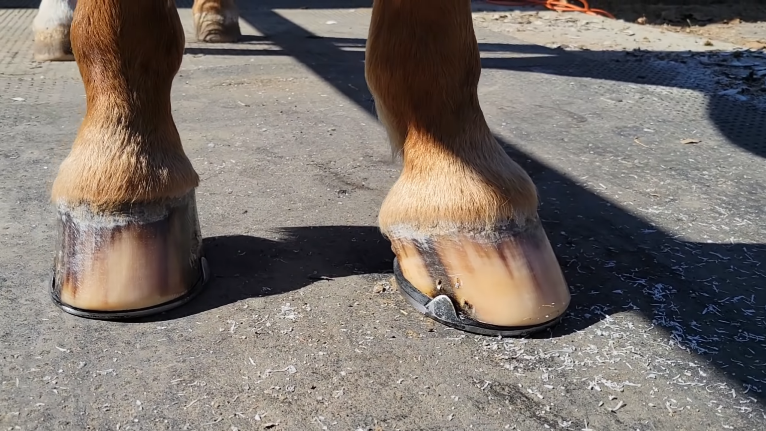 Why Do Horses Need Hooves? Unveiling the Essential Equine Foundation Trover