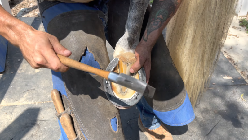 Horse Hoof: Traction and Protection