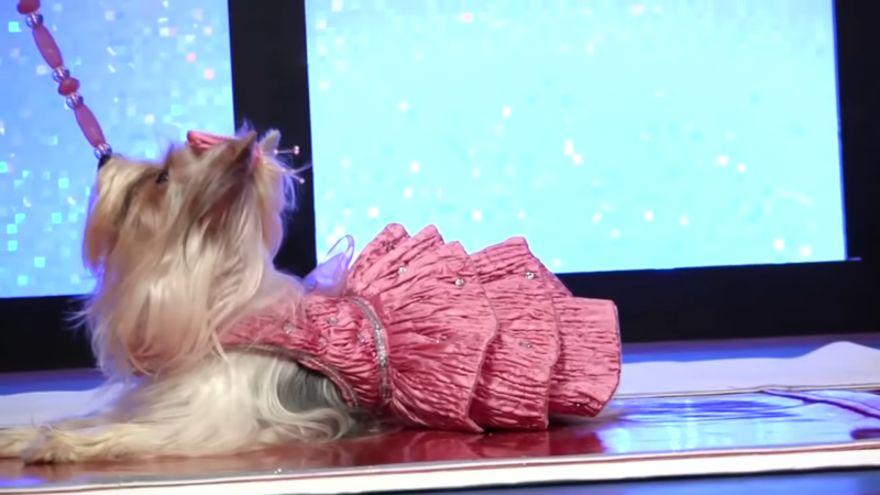 The Rise of Pet Fashion Shows
